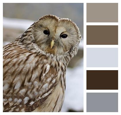 Owl Bird Ural Owl Image